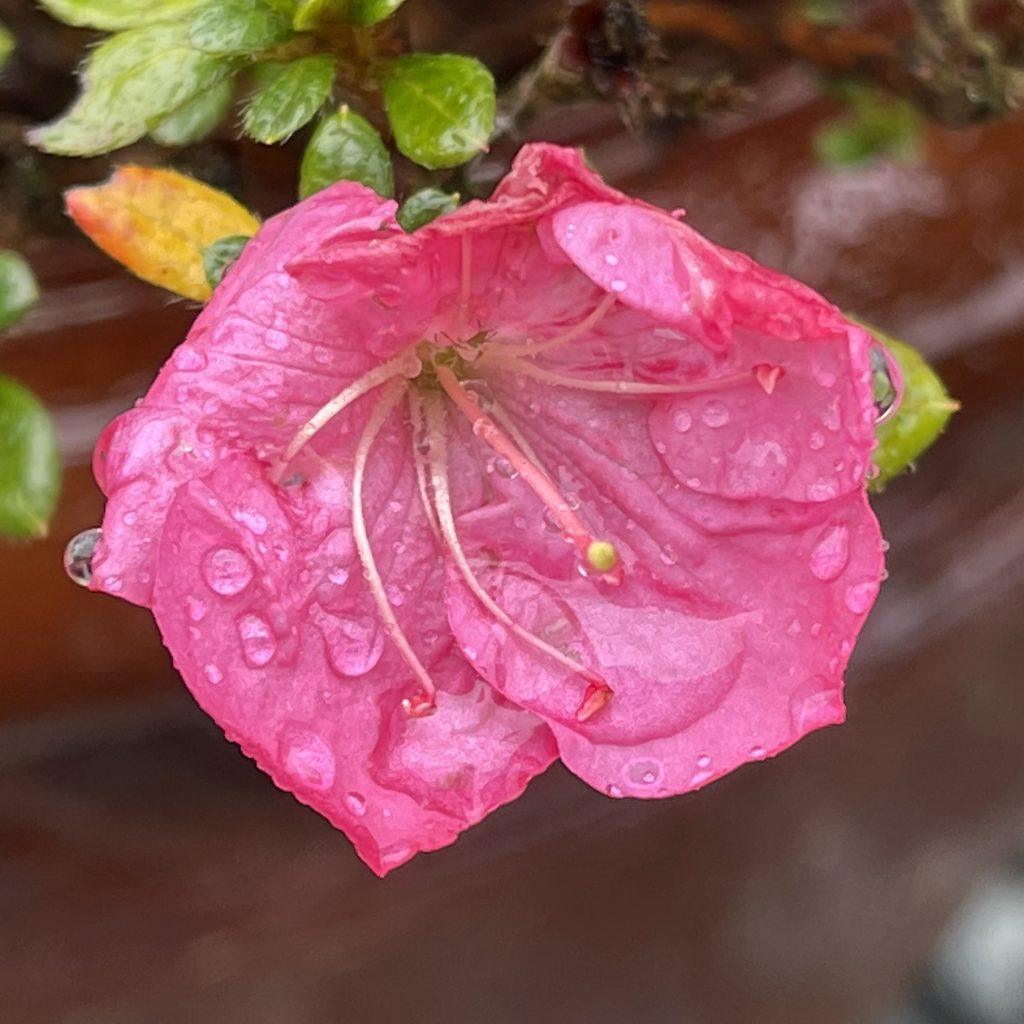 Rain on a flower