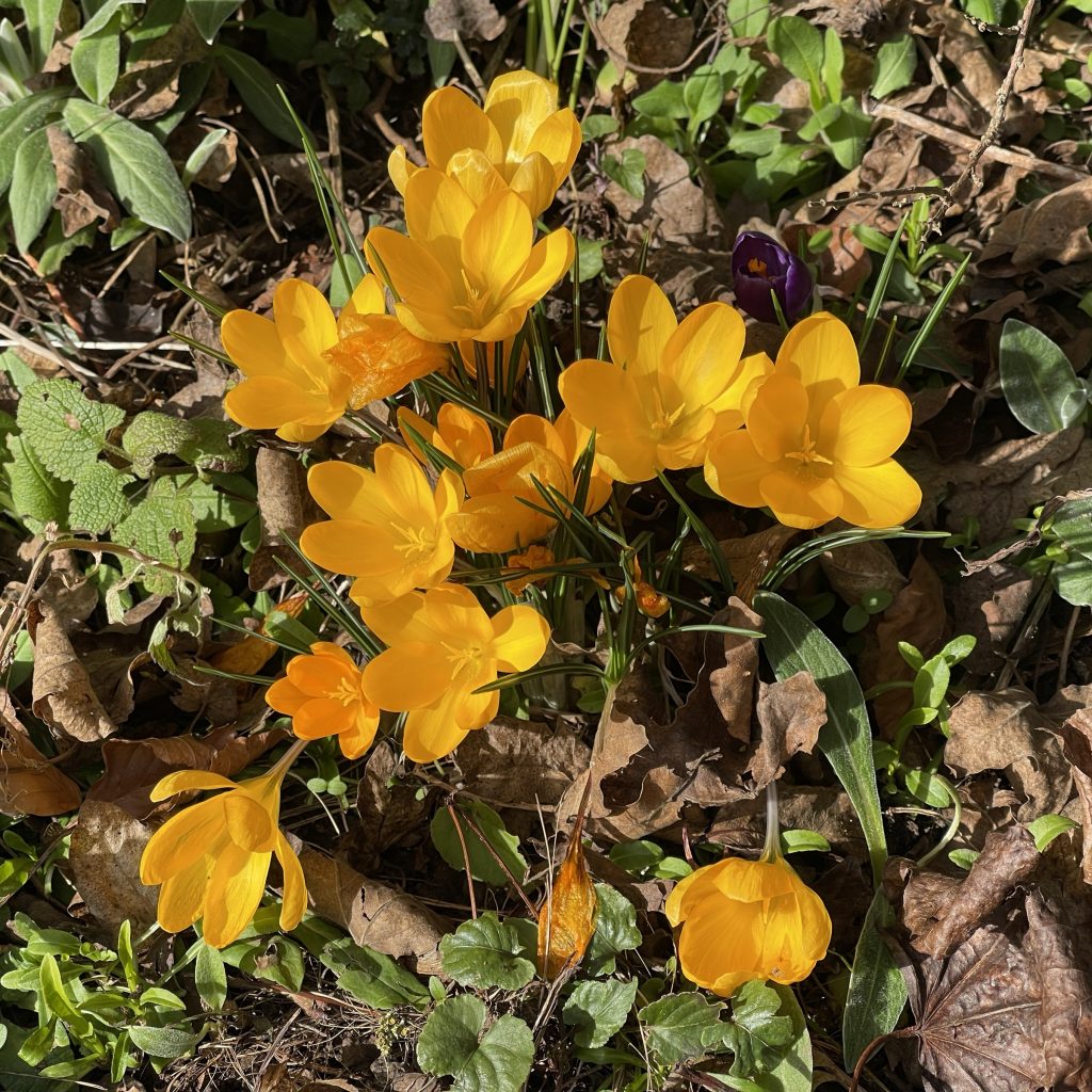 Yellow crocuses 