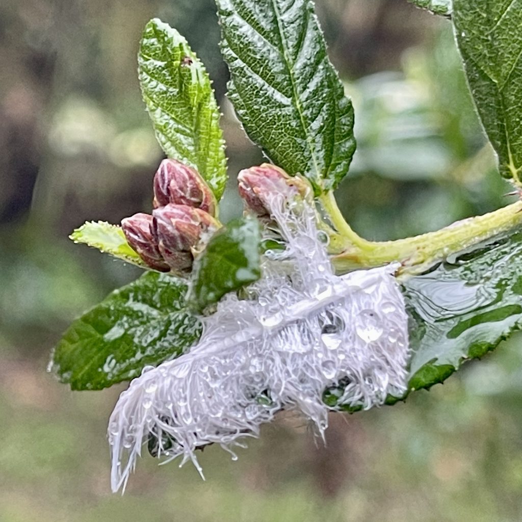 Wet feather and new growth