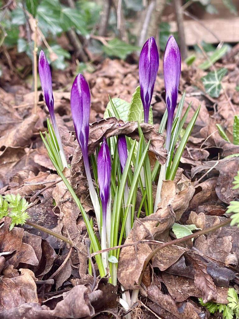 Purple Crocus​
