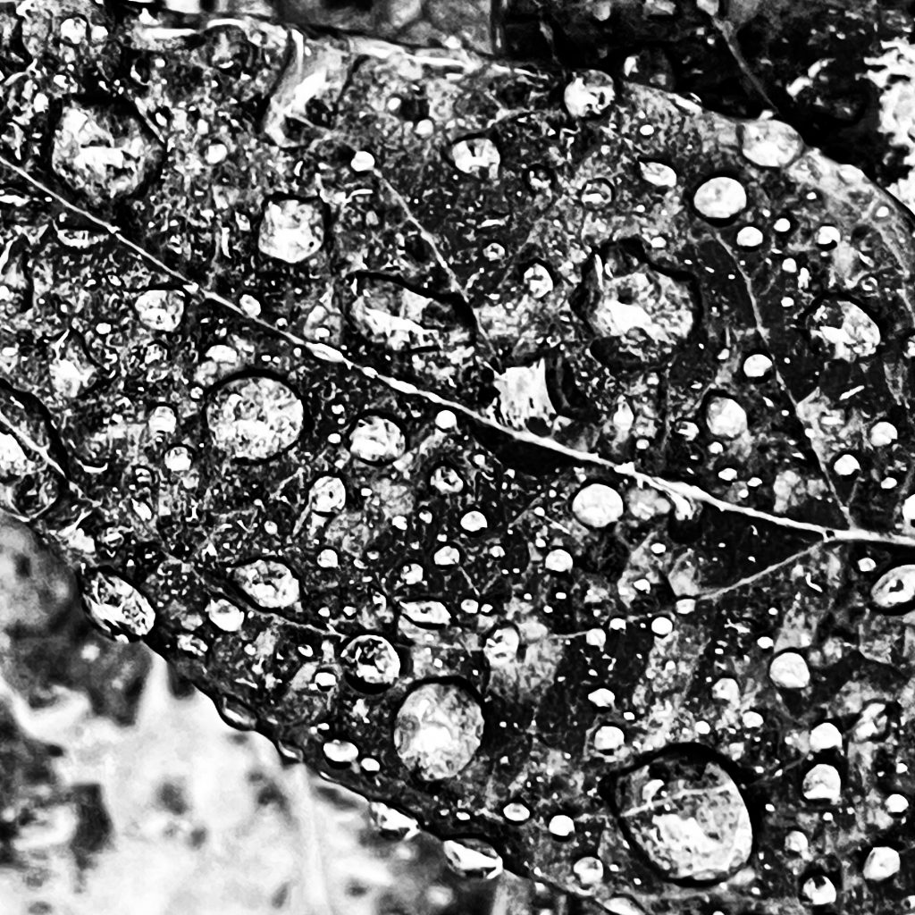 Rain drops on a leaf