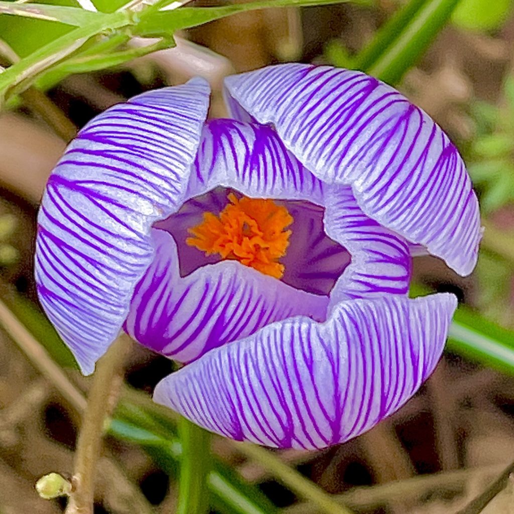 Striped crocus