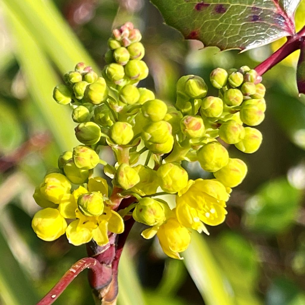 Yellow flowers