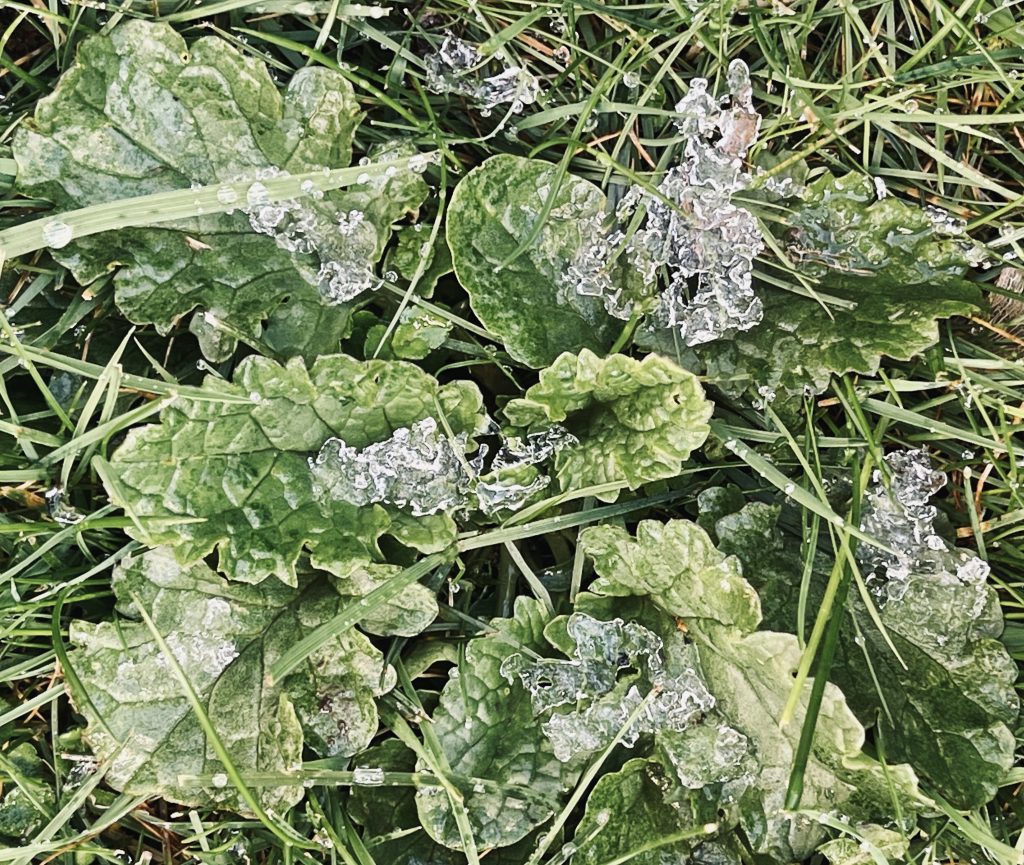 Grass with ice