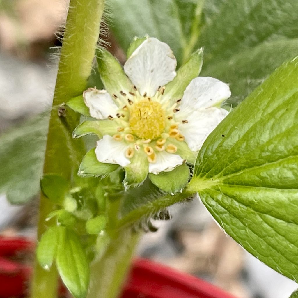 Strawberry blossom​