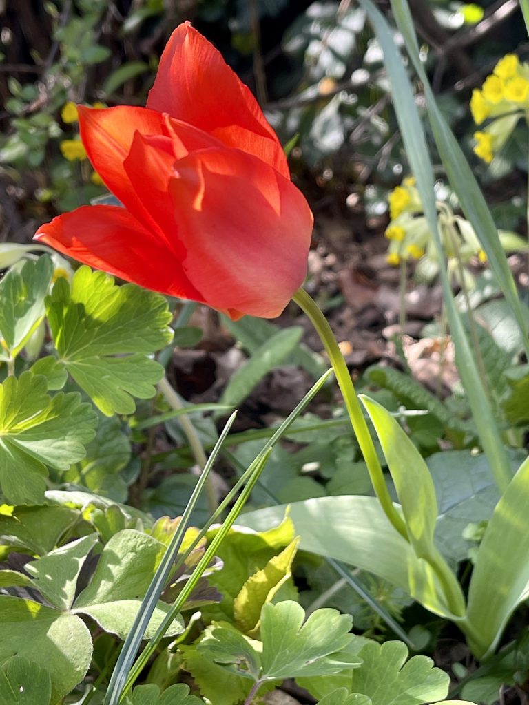 Tulip