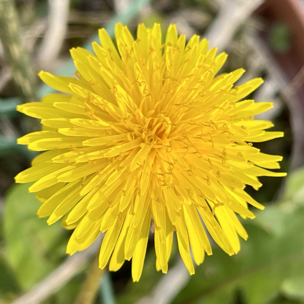 Dandelion