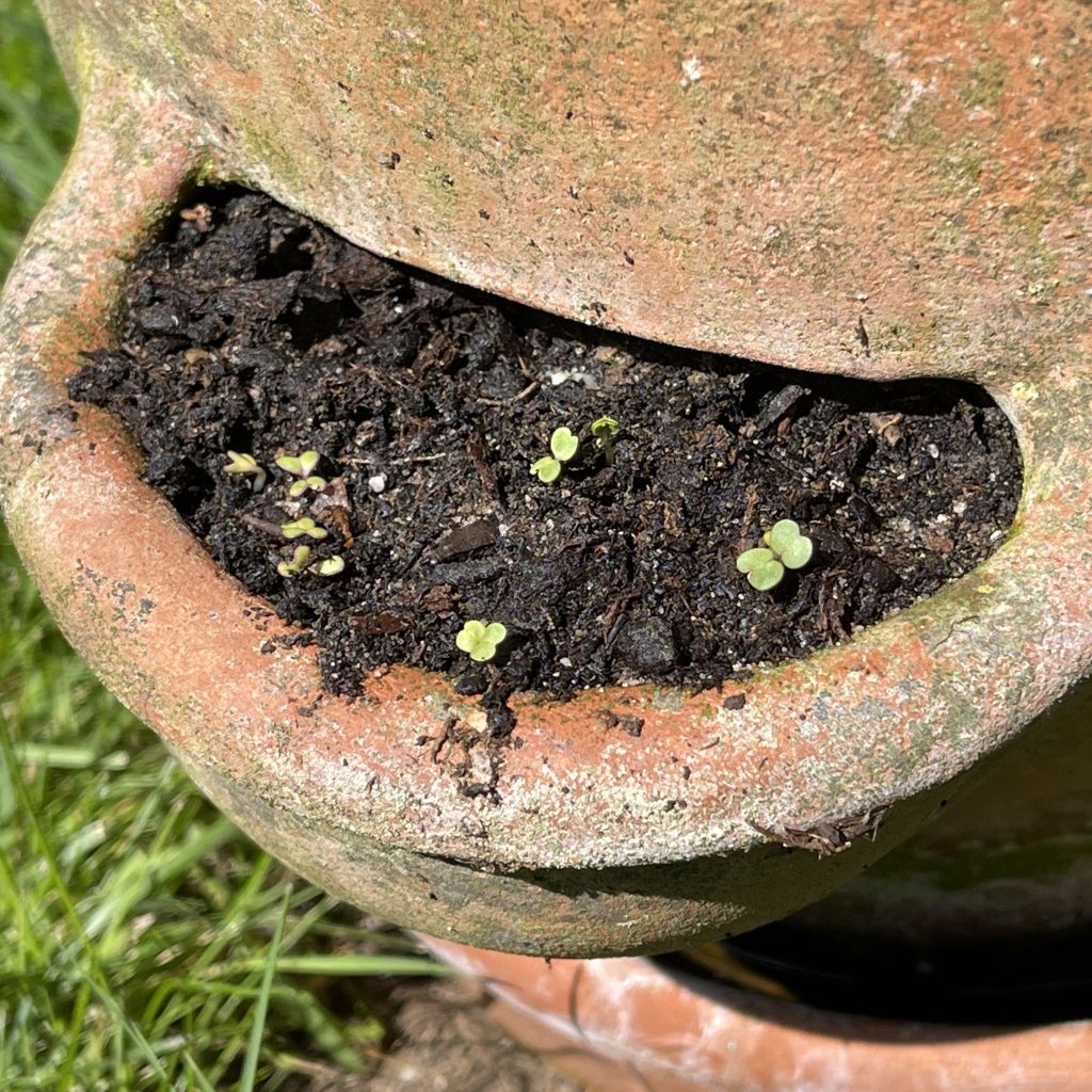 Salad Leaves