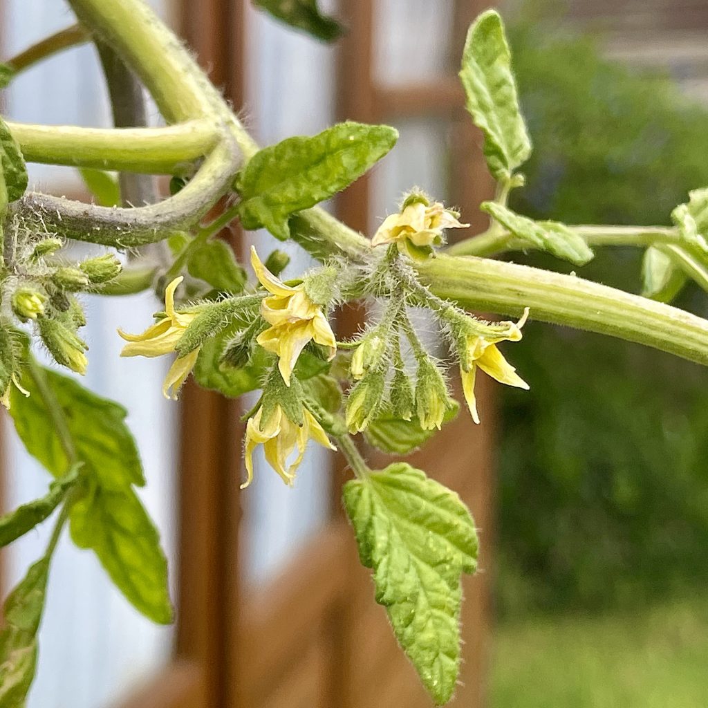 Tomato blossom