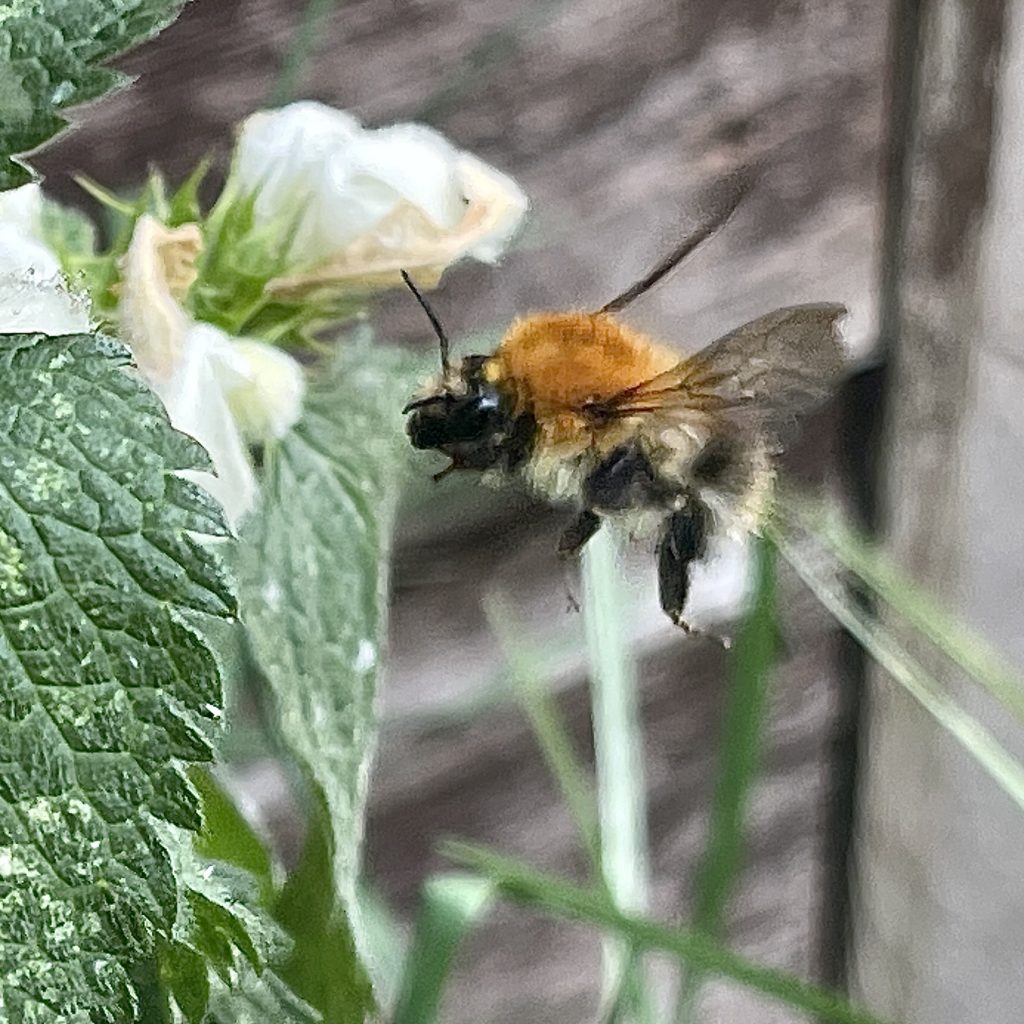 Bee photo​