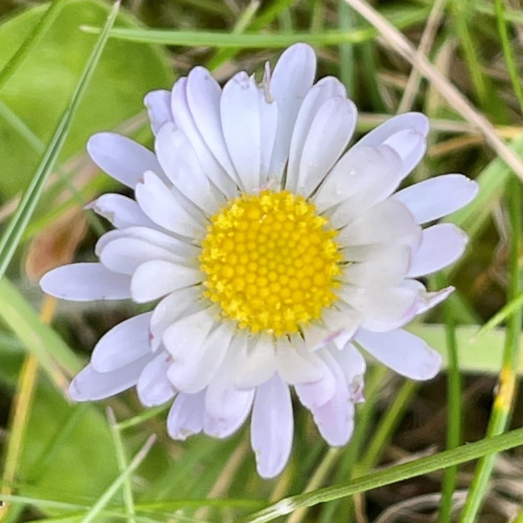 Daisy