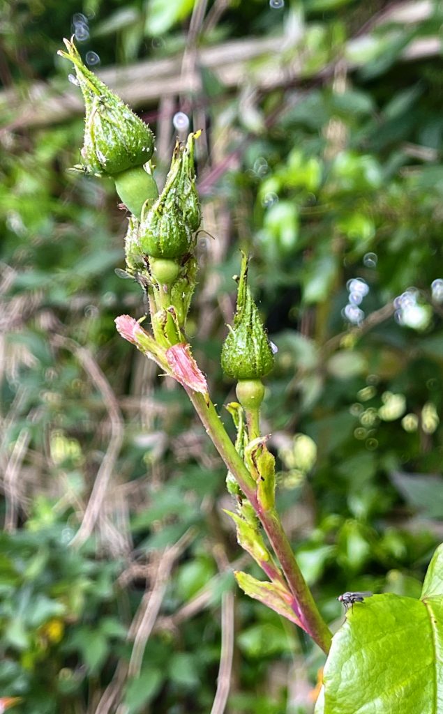 Buds