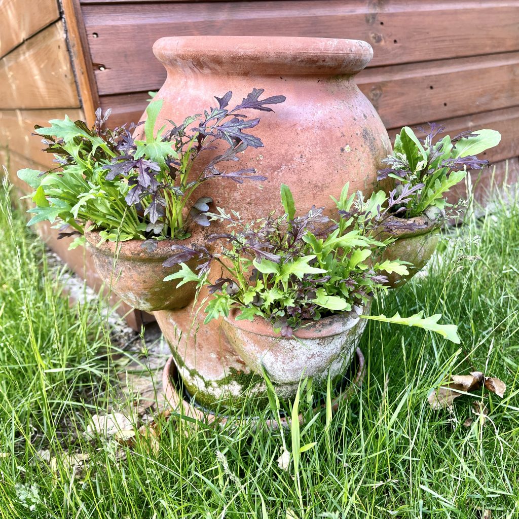 Salad growing in terracotta pot