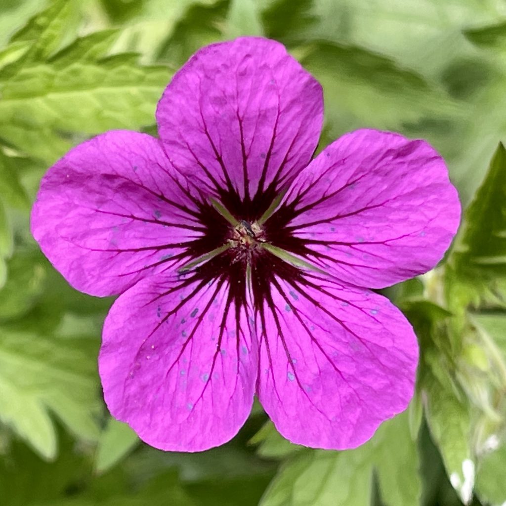 Purple flower