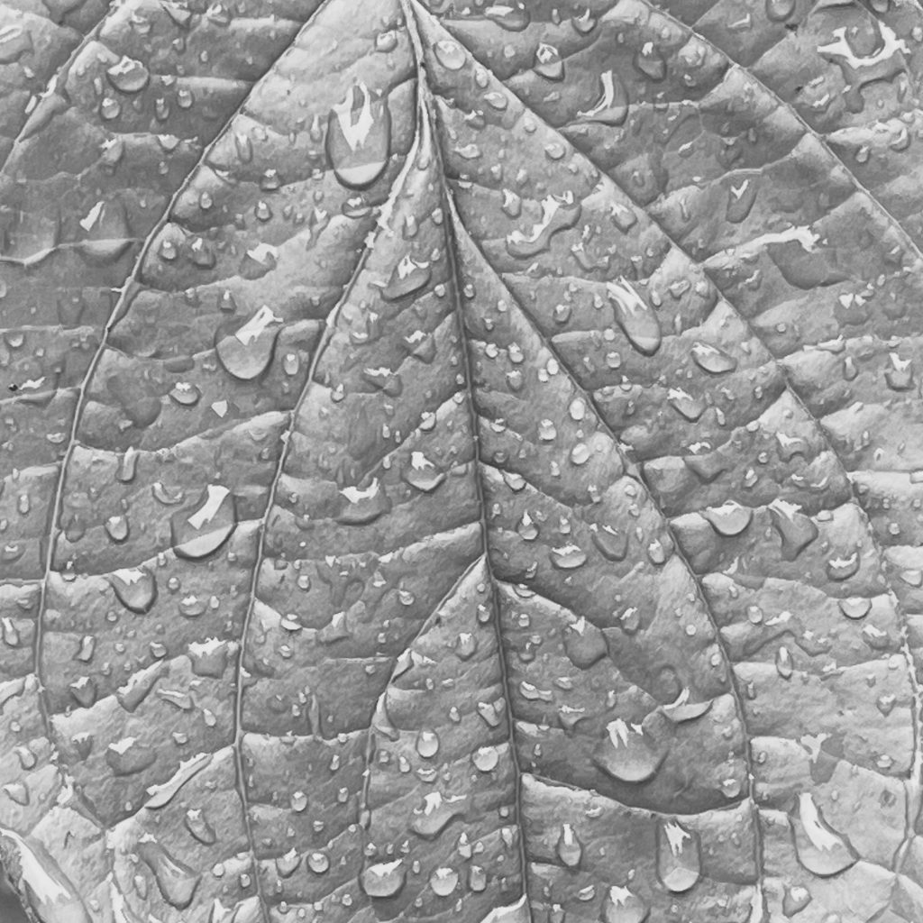 Rain on a leaf