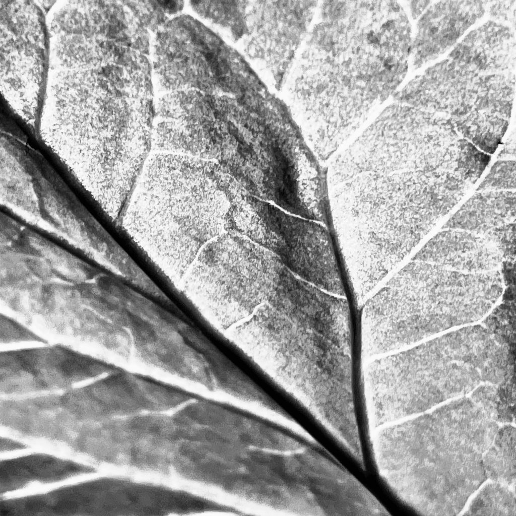 Rhubarb leaf​