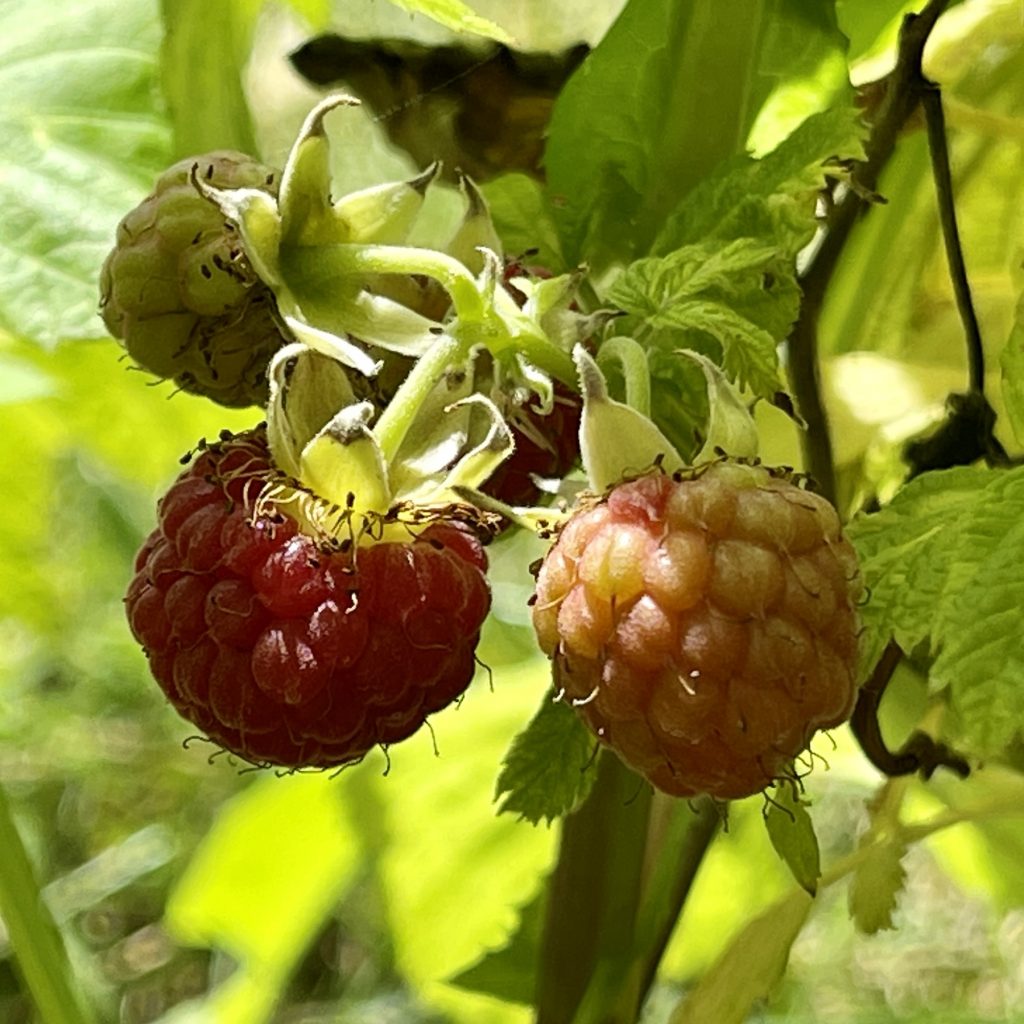 Raspberries