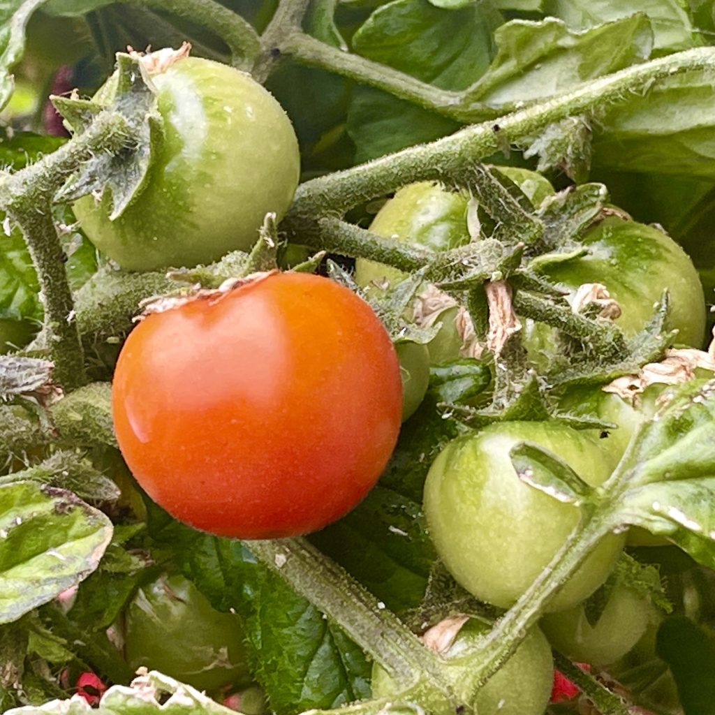 Red tomato​