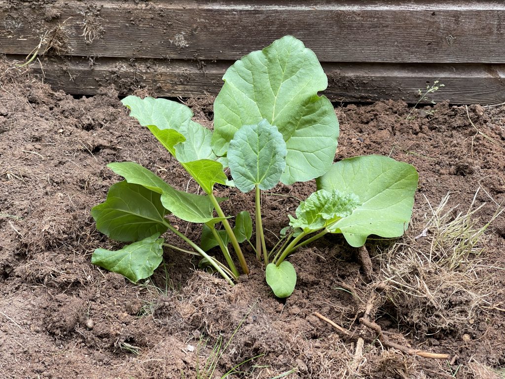 Rhubarb 