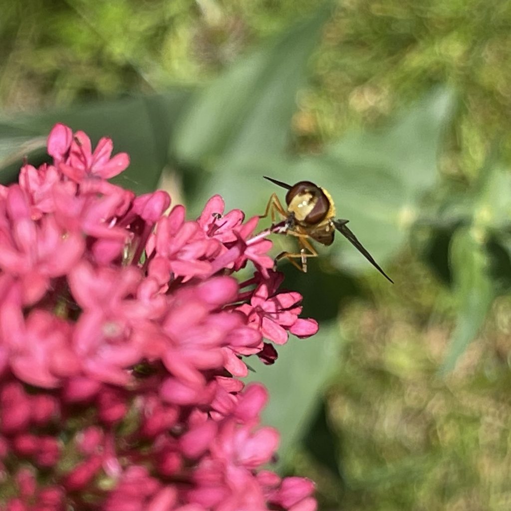 Pink flower with insect