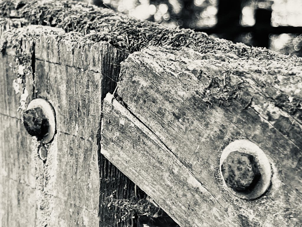 Coach bolts on a wooden gate