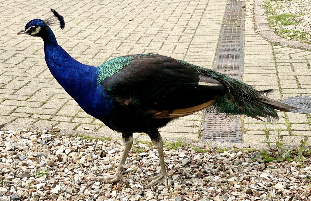 Peacock at Woodford Bridge Country Club