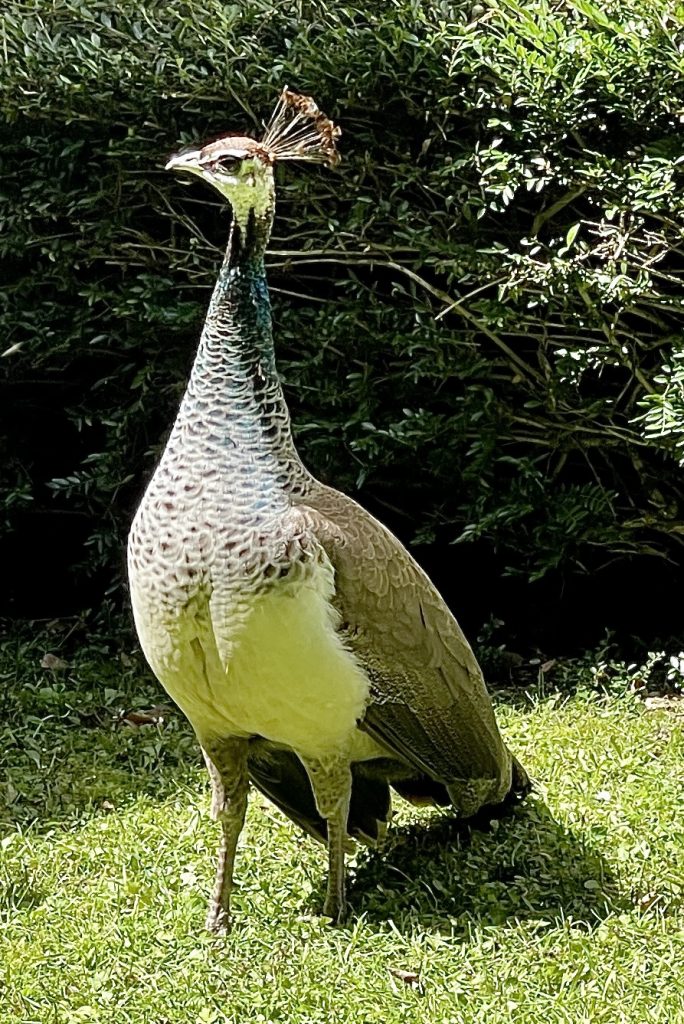 Woodford Bridge - Peacock photos​