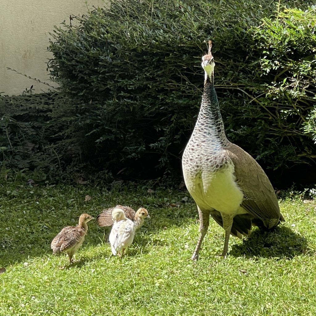 Woodford Bridge - Peacock photos​