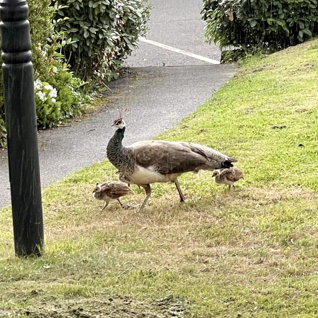 Peacock and chicks 