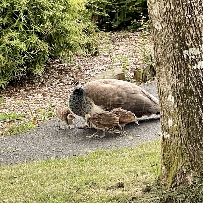 Woodford Bridge Country Club peacocks 