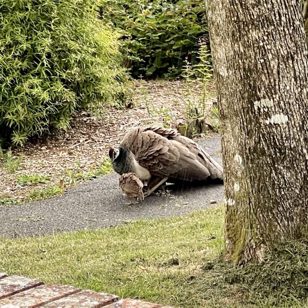 Peacock and chicks 