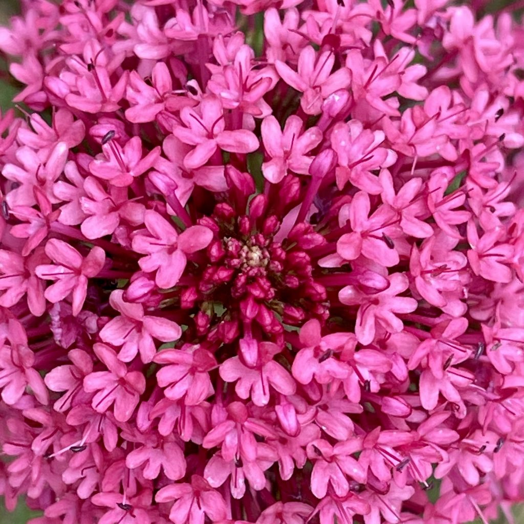 Pink flower