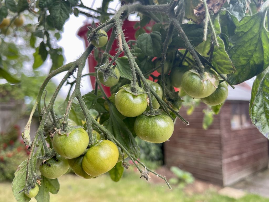 Tomato crop​