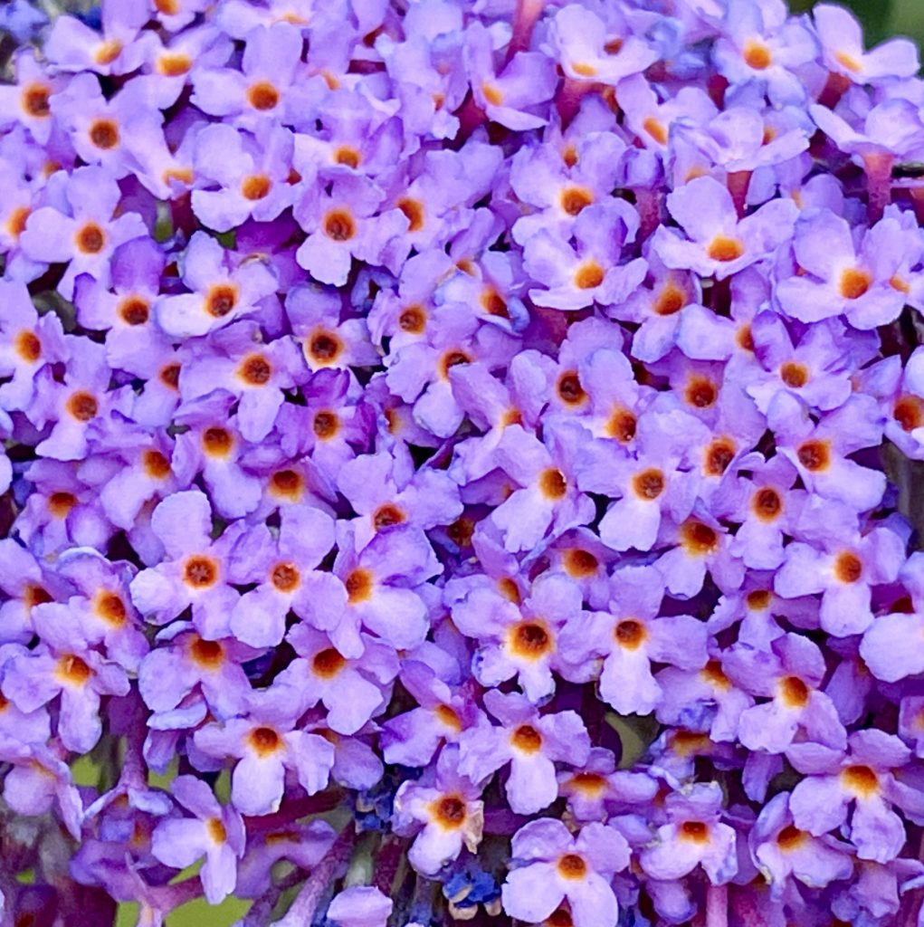 Little Purple flowers
