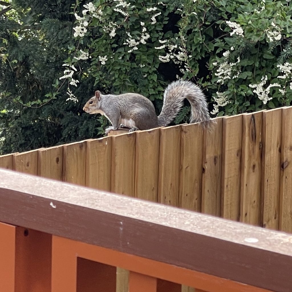 Grey squirrel