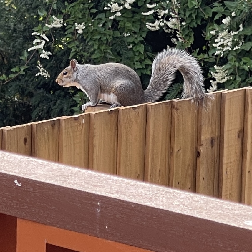 grey squirrel