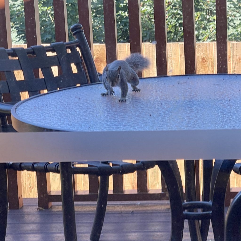 Grey squirrel on the tablr