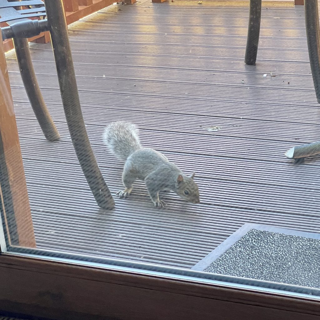 Grey squirrel on the balcony