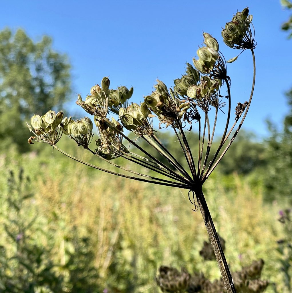 Seed pods