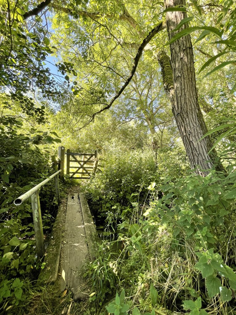 Bridge over a stream in the wood 