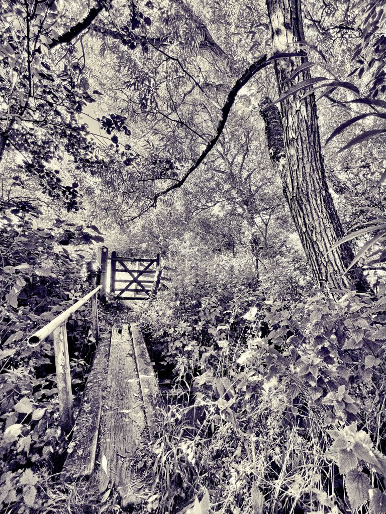 Bridge over a stream in the woods 