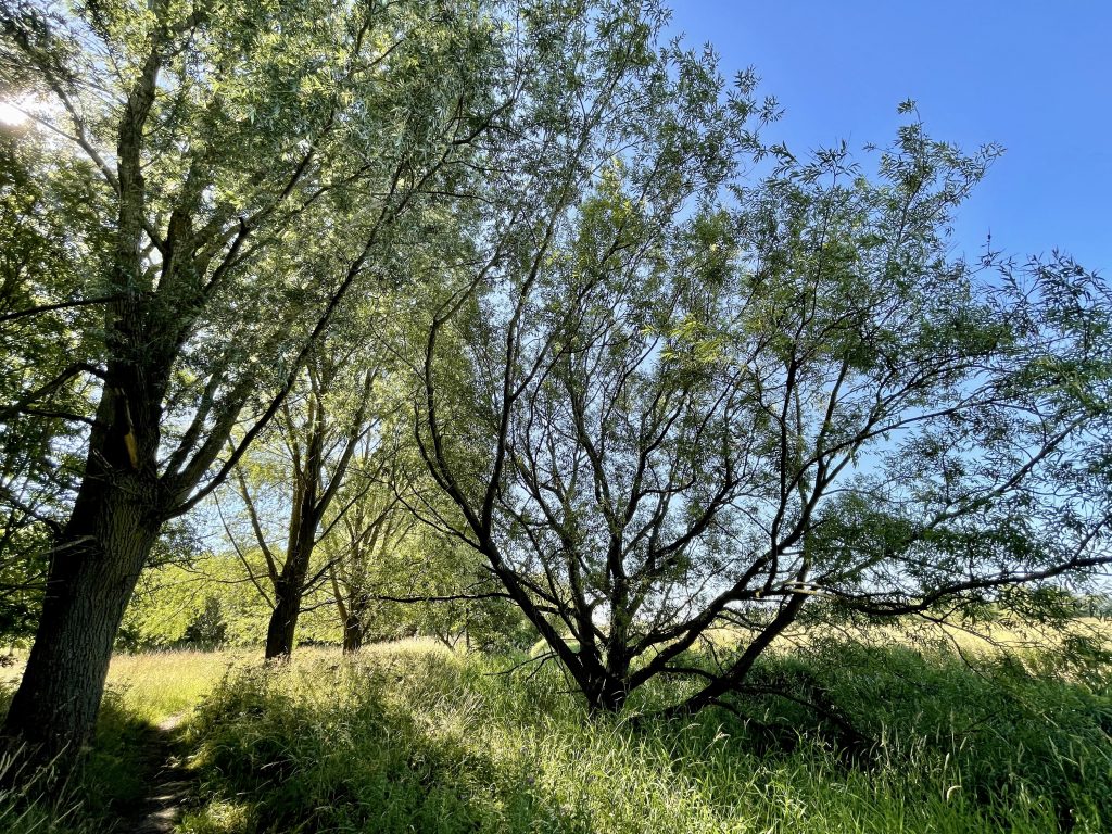 Footpath through the trees 