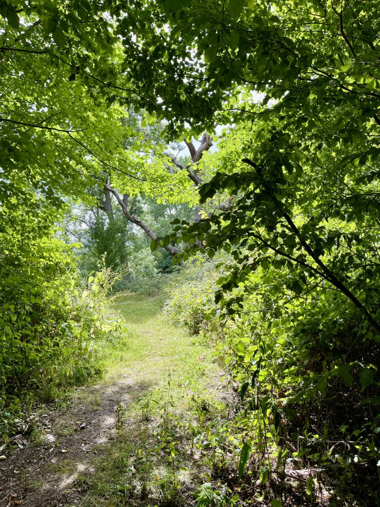 Woodland view