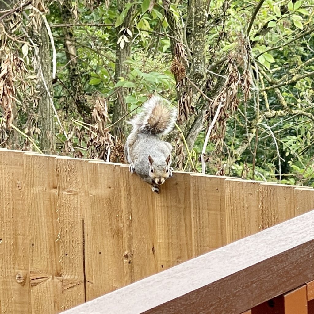 Grey squirrel 