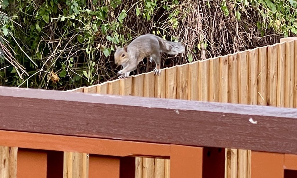 Grey squirrel 