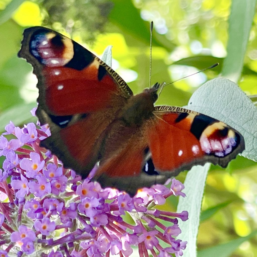 Peacock Butterfly​