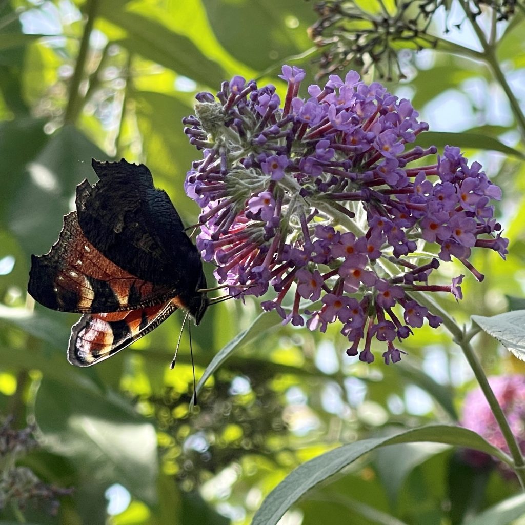 Peacock Butterfly​