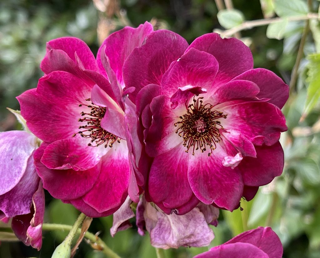 Two pink flowers 