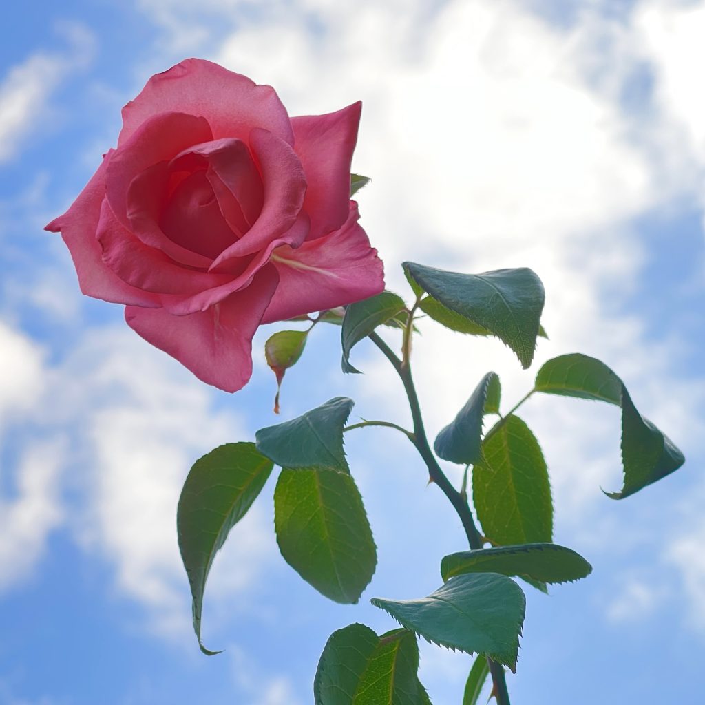 pink rose against blue sky with clouds 