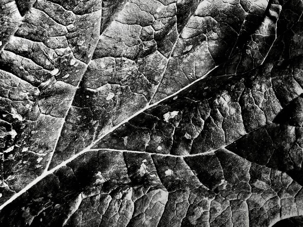 Monochrome rhubarb leaf